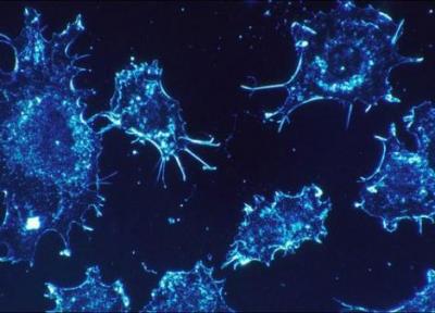 ساخت کمپلکس های مولکولی به تصویربرداری از سلول های سرطانی یاری می نماید