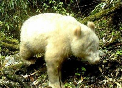 یک پاندای زال در چین رصد شد!