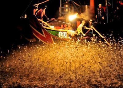 وقتی ساردین ها دیوانه می شوند! ، تصاویر