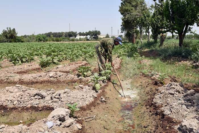 آزادسازی 5 هزارمترمربع از زمین های کشاورزی ری