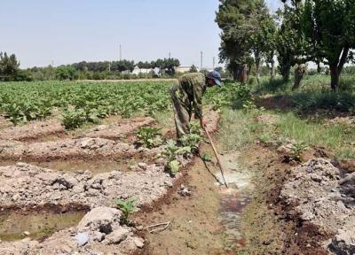 آزادسازی 5 هزارمترمربع از زمین های کشاورزی ری