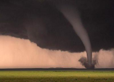 4 دهه عکاسی از مهمان ناخوانده ؛زیبای درنده! ، تصاویر