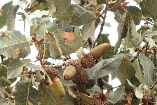 آفت لورانتوس 60 درصد جنگل های کرمانشاه را فراگرفت