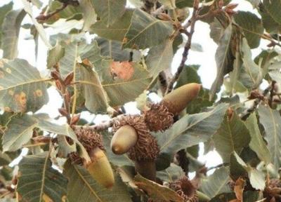 آفت لورانتوس 60 درصد جنگل های کرمانشاه را فراگرفت