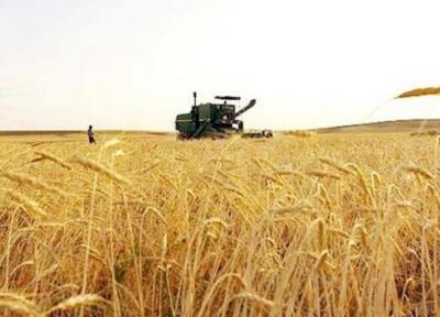 خبرنگاران میزان خرید گندم در گراش فارس به نصف کاهش یافت