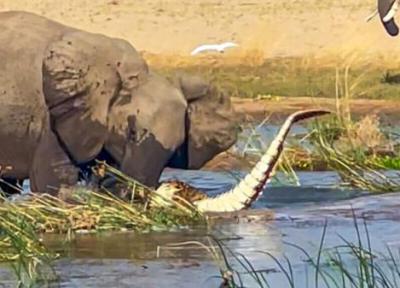 حمله شجاعانه فیل مادر به کروکودیل غول پیکر، عکس