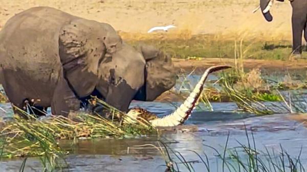 حمله شجاعانه فیل مادر به کروکودیل غول پیکر، عکس